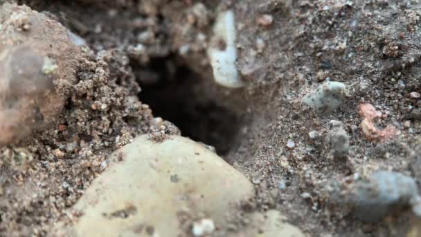 Formigas Que Entram Saem Formigueiro Tiro Macro — Vídeo de Stock