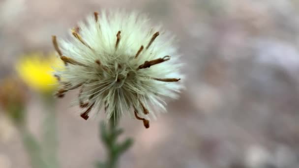 Macro Shot Van Een Gras Van Het Leven Bloem — Stockvideo