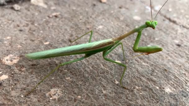 Mantide Religiosa Sul Marciapiede — Video Stock