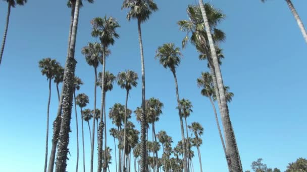 Una Vista Lenta Palmeras Colocadas Azar Durante Día Despejado Santa — Vídeos de Stock