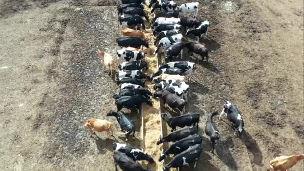 Rinderfütterung Einem Trog — Stockvideo