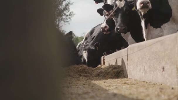 Milchkühe Weiden Auf Heu Aus Einem Trog Auf Einem Bauernhof — Stockvideo