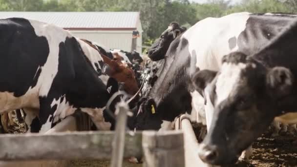 Nötkreatur Som Äter Lunch Gården — Stockvideo