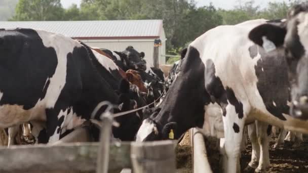 Hungrige Schwarze Und Weiße Kühe Fressen Aus Einem Trog — Stockvideo