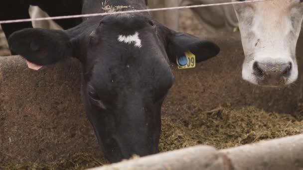 Zbliżenie Krowy Jedzącej Paszę Koryta — Wideo stockowe
