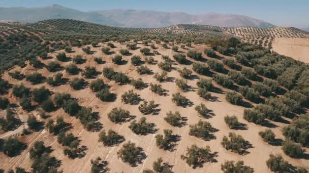 Video Aerei Una Spiaggia Nueva Andaluca Spagna — Video Stock