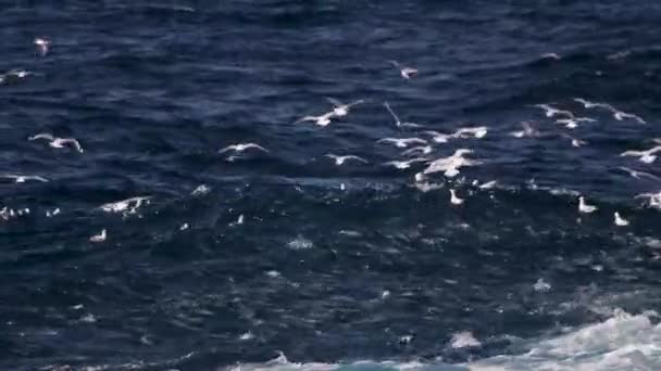 Birds Looking Place Land Water Surface School Pelagic Fish Feed — Stock Video