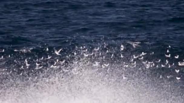 Большая Стая Пелагических Рыб Поверхностью Воды Время Стаи Морских Чаек — стоковое видео