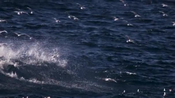 Flock Ocean Birds Flying Close Washy Ocean Surface Slow Motion — Stock Video