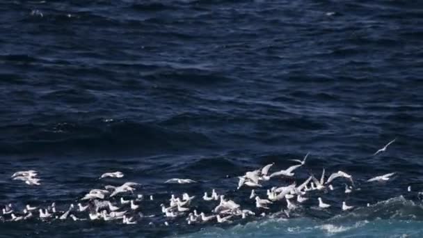 Manadas Aves Marinas Vuelan Cerca Superficie Las Aguas Arremolinadas Busca — Vídeo de stock