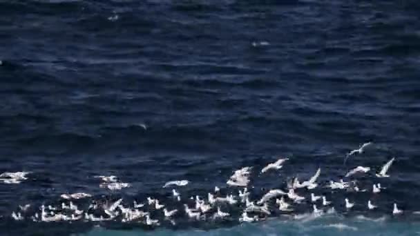 Egy Csapat Sirály Repül Közel Egy Mosott Óceánhoz Helyet Keresve — Stock videók