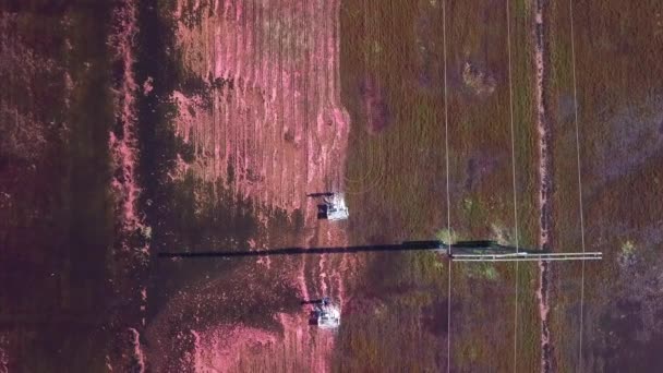 Top Aerial Tilts Reveal Cranberry Field Workers Moving Bog Harvesting — Stock Video