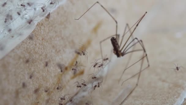 Macro Mudar Foco Minúsculo Papai Aranhas Pernas Longas Para Adulto — Vídeo de Stock