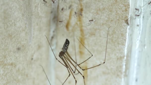 Süper Makro Yetişkin Baba Uzun Bacakları Yeni Doğmuş Yavru Örümceklerle — Stok video