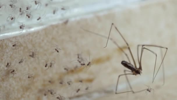 Active Spiderlings Adult Cellar Spider Spiderweb Room Corner Beige Tiles — Stock Video