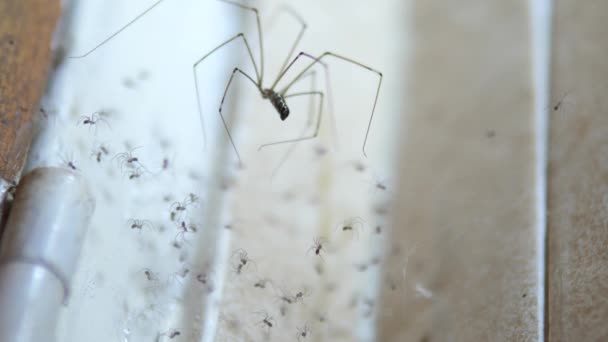 慢动作 妈妈爸爸的长腿蜘蛛倾向于在家里的小角落里筑起满了蜘蛛网和蜘蛛窝 这种常见的蜘蛛对人类无害 吃害虫 — 图库视频影像