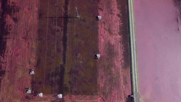 Top Aerial Tilts Reveal Cranberry Field Workers Moving Bog Harvesting — Stock Video