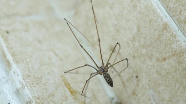 Yetişkin Baba Uzun Bacaklı Örümceğin Detaylı Makrosu Titizlikle Örümcek Ağını — Stok video