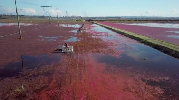 Onthul Schot Van Veenbessen Veldwerkers Bewegen Door Het Moeras Oogstmachines — Stockvideo