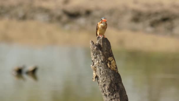 Rallentatore Malachite Kingfisher Vola Dal Ramo Albero Morto Catturare Piccoli — Video Stock