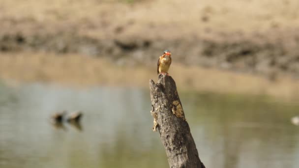 Slow Motion Jonge Malachiet Ijsvogel Jaagt Van Dode Boomstronk Aan — Stockvideo