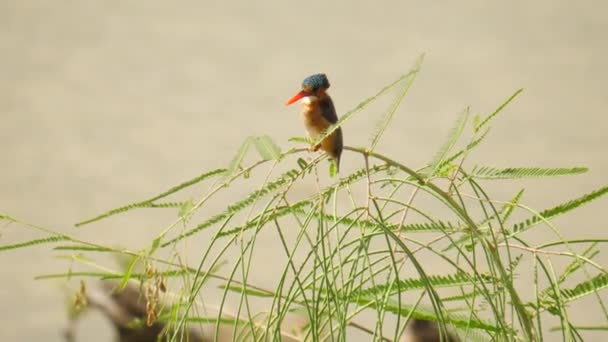 Slow Motion Malachiet Ijsvogel Zit Bovenop Groene Rietplant Naast Vijver — Stockvideo