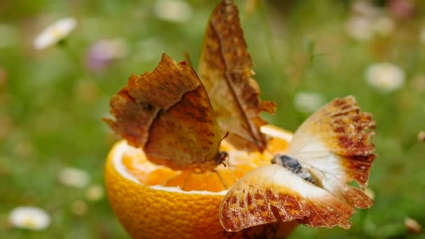 Drei Schmetterlinge Ernähren Sich Friedlich Vom Saft Einer Halben Orange — Stockvideo