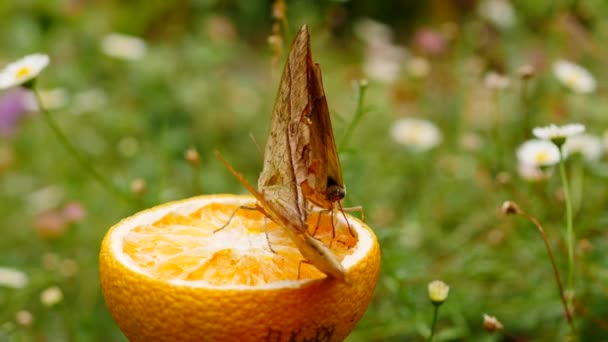 Három Charaxes Varanes Pillangó Sok Apró Hangya Táplálkozik Citrusfélékből Városi — Stock videók