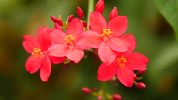 Cluster Rosa Profundo Spicy Jatropha Integerrima Flores Com Estames Amarelos — Vídeo de Stock