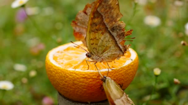 Три Жемчужные Бабочки Императора Питаются Апельсиновыми Фруктами Наполовину Аккуратном Зелёном — стоковое видео