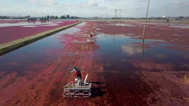 Aerial Shot Wet Harvest Flags Used Mark Ditches Well Being — Stock Video