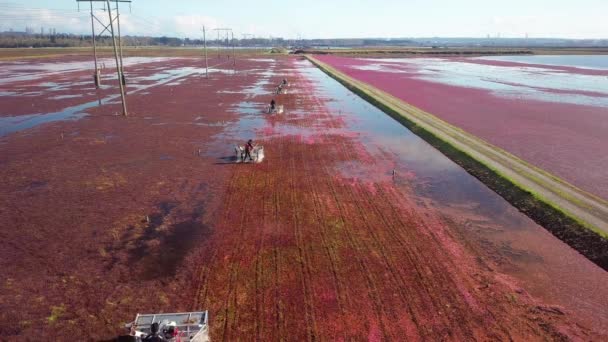 High Angle Still Shot Cranberry Field Workers Beating Bog Berries — Stock Video