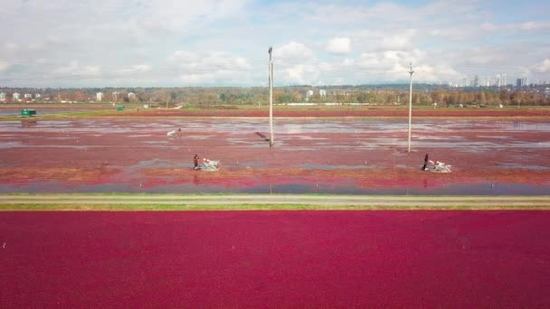 Aerial Profile Shot Cranberry Field Workers Moving Bog Harvesting Machines — Stock Video