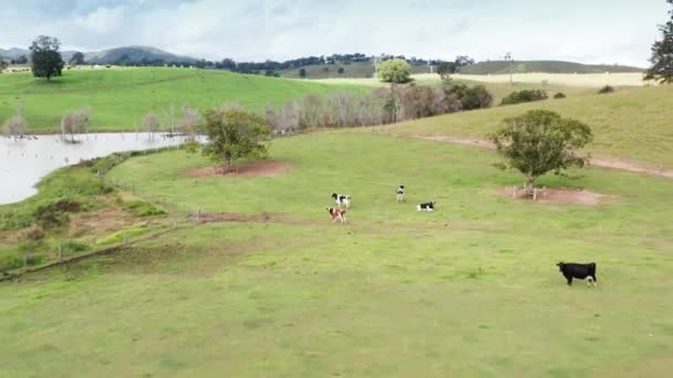 Yeşil Bir Otlakta Birkaç Sığır — Stok video