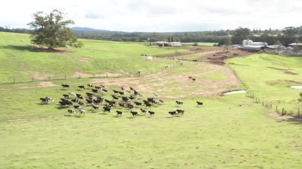 畑を走るおびえた牛 — ストック動画