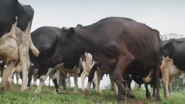 畑の痩せっぽち牛 — ストック動画