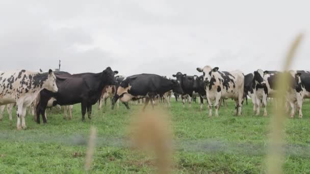 パドックの牛にフェンスで囲まれて — ストック動画