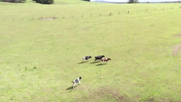 Mucche Che Camminano Insieme Nel Campo — Video Stock