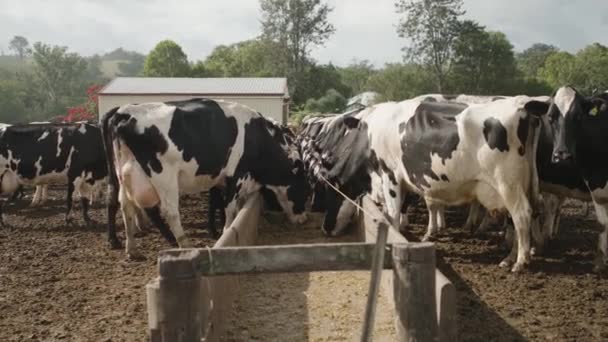 Rinderfütterung Aus Trögen Auf Einem Bauernhof — Stockvideo