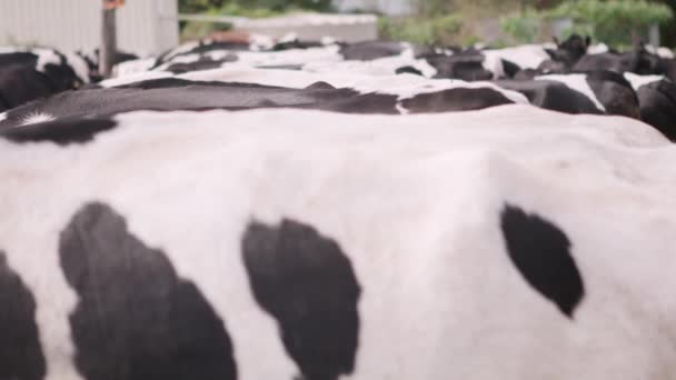 Guardando Giù Una Fila Vacche Nutrici — Video Stock