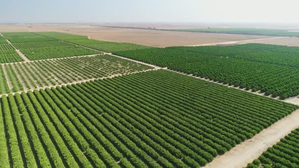 Imagens Aéreas Grande Plantação Árvores Frutíferas Campos Agrícolas — Vídeo de Stock