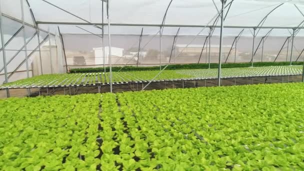 Aerial Footage Greenhouse Farm Agricultural Fields — Stock Video
