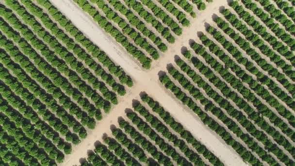 果樹や農地の大規模なプランテーションの空中映像 — ストック動画