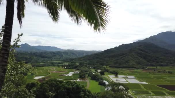 Hawaii Kauai Slower Pan Izquierda Derecha Campos Hawaianos Montañas Con — Vídeos de Stock