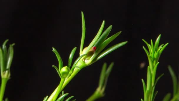 Moss Rose Primer Plano Brotes Que Florecen Sobre Fondo Negro — Vídeos de Stock