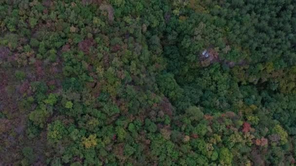 Vista Aérea Floresta Densa Com Árvores Verdes Arbustos — Vídeo de Stock