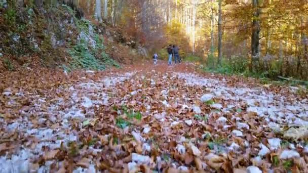 Prachtige Herfstbladeren Het Pad Van Het Cansiglio Gebergte Italië Drie — Stockvideo