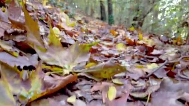 Uma Trilha Coberta Completamente Belas Folhas Verdes Vermelhas Coloridas Outono — Vídeo de Stock