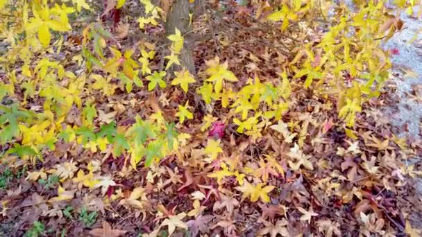 Bella Vista Delle Foglie Autunnali Verdi Gialle Arancioni Albero Durante — Video Stock