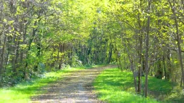 Bela Vista Natureza Mostrando Caminhos Construídos Meio Densas Selvas Verdes — Vídeo de Stock